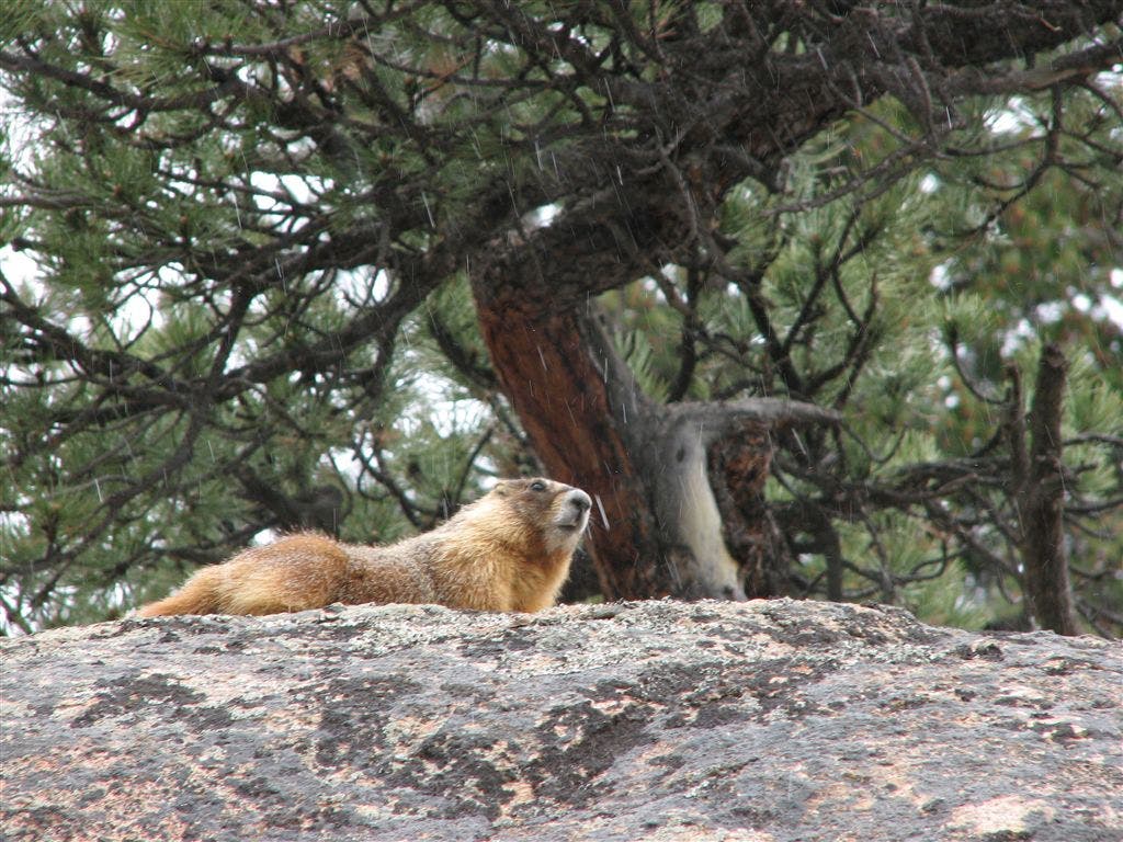 Yellow-Bellied Marmot None