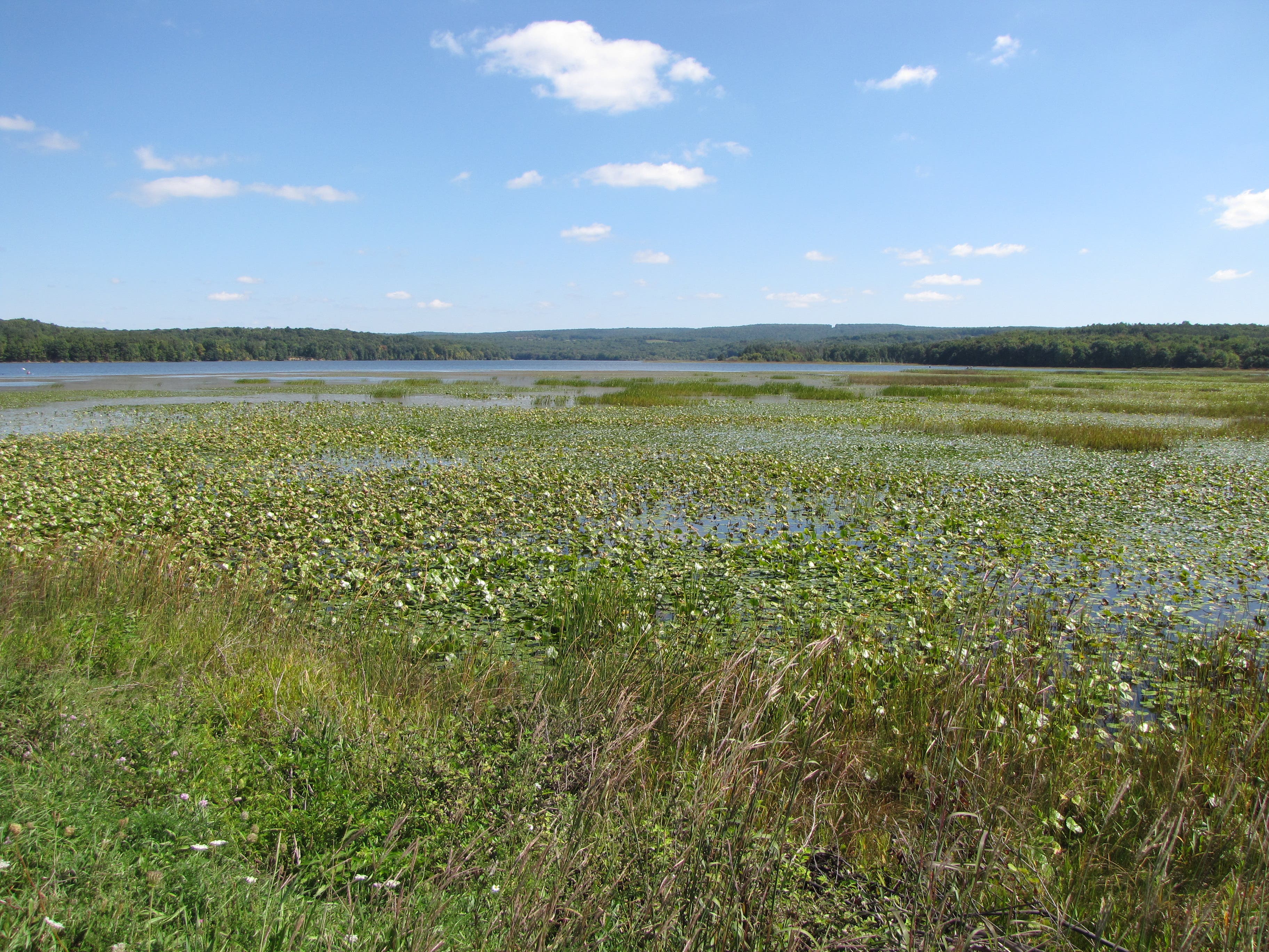Yellow Creek Lake None