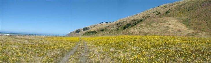 Yellow Paths None