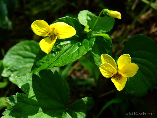 Yellow Violet None