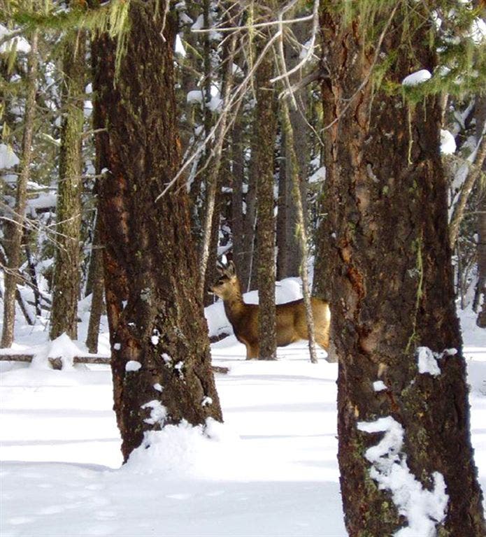 Yet another deer in the trees None