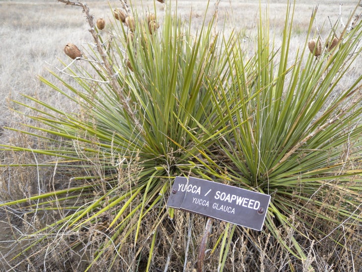 Yucca None