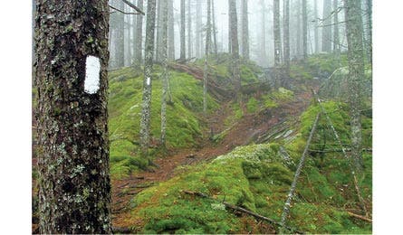 A white blaze is a standard trail marker. (by J. Chow)