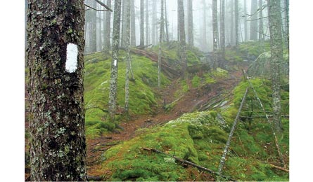 Blaze445x260 32127 A white blaze is a standard trail marker. (by J. Chow)