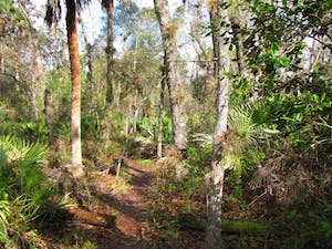 Check out Florida’s temperate hardwood forests and enjoy them in the cooler temperatures of winter on this 7.6-mile loop.