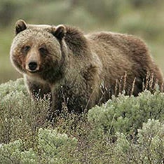 Grizzly Bear 122 None