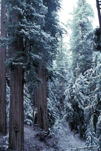 Tall Trees Trail, CA (3.9 miles; easy) This 3.9 mile round-trip offers low elevation gain but plenty of reason to crane your neck. You’ll be dwarfed by the world’s tallest trees, including…