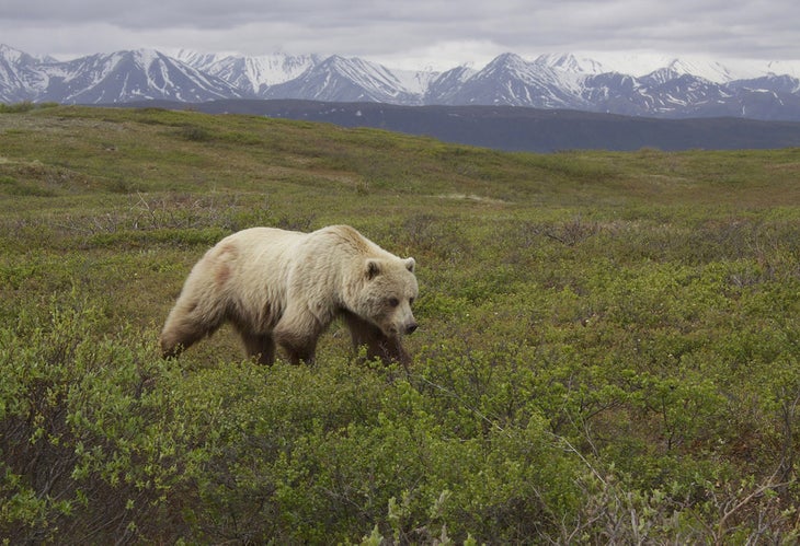 white-grizzly grizzly