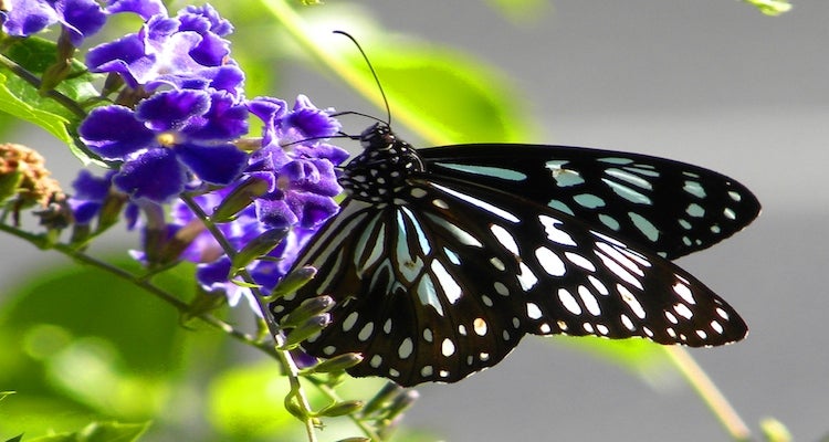 Lost Australian Hiker Survives For a Month By Eating Butterflies