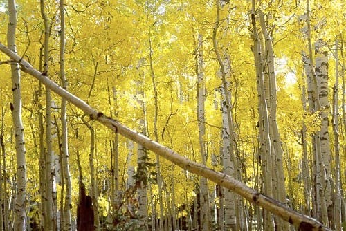 aspens fall None