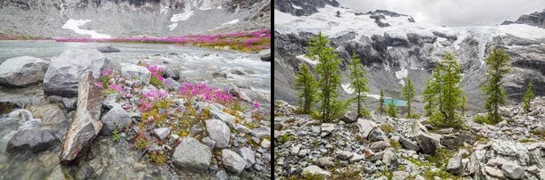 Fireweed (Chamerion angustifolium) [left] and subalpine larch (Larix lyallii) [right] - here surrounding Lake Ouzel, in a neighboring basin - splash…