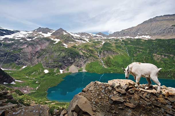 Glacier National Park, MT (Chris Carille) No, Carille, 29, of Poughkeepsie, NY, didn't use a bear bell or a handful of trail mix to get this hoary mountain goat to look his way. \