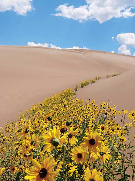 Great Sand Dunes National Park (Skylar McCullough) No year-round rivers run through this sprawling dunefield in southern Colorado. But McCullough, 22, from Odenton, MD, found another kind of stream…