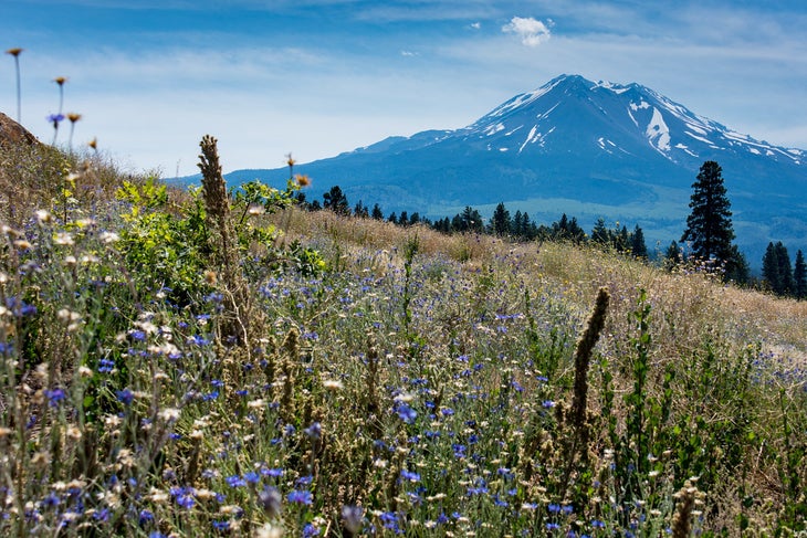 mt shasta None