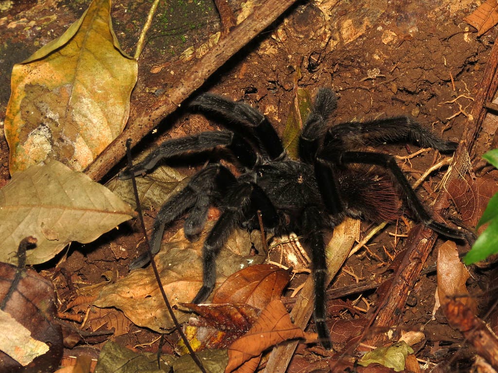 tarantula None