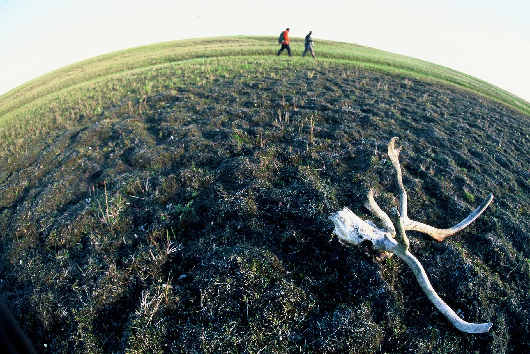 Caribou antlers spotted during a long hike after midnight on the Coastal Plain.