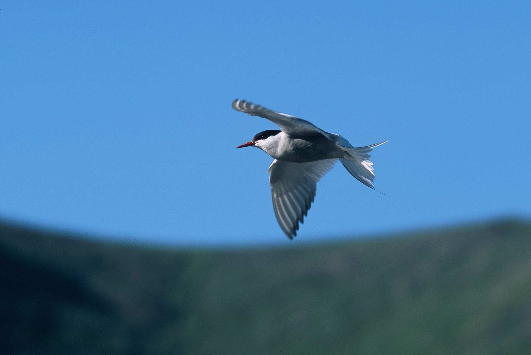 “I've always associated Arctic terns nesting along the coast, but we saw plenty of them nesting along the Upper Marsh Fork,” says Graham.  They were…