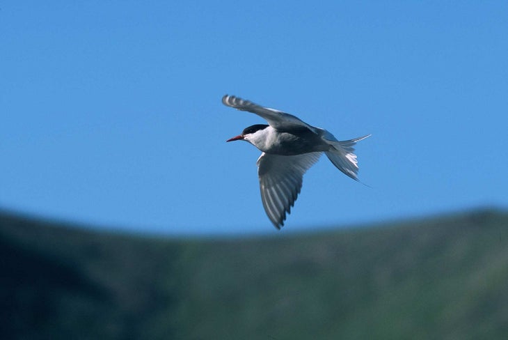 Arctic Terns “I've always associated Arctic terns nesting along the coast, but we saw plenty of them nesting along the Upper Marsh Fork,” says Graham. They were…