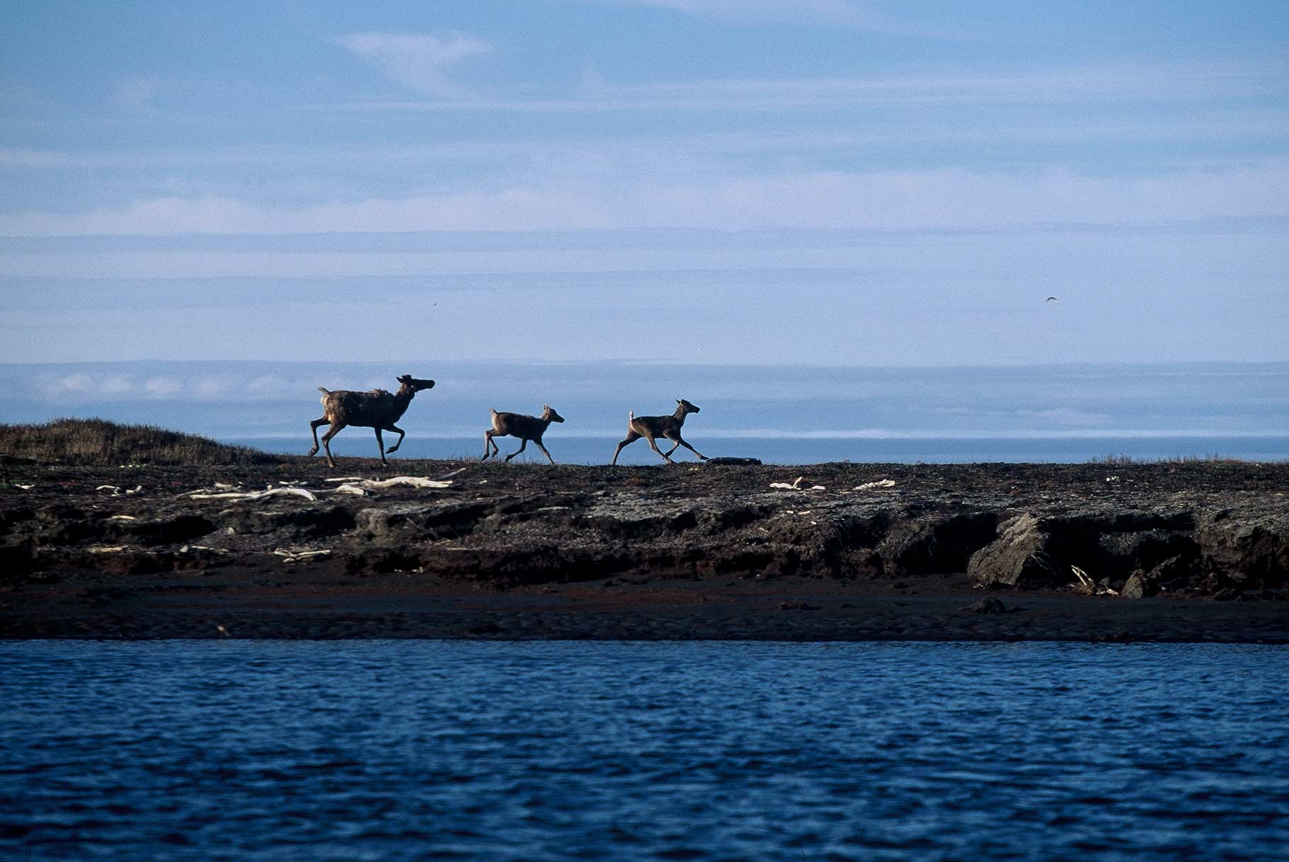 Caribou “As we approached the Arctic Ocean, we saw more and more caribou,” says Graham. “Mosquitoes were so thick, they forced the caribou to stampede at…