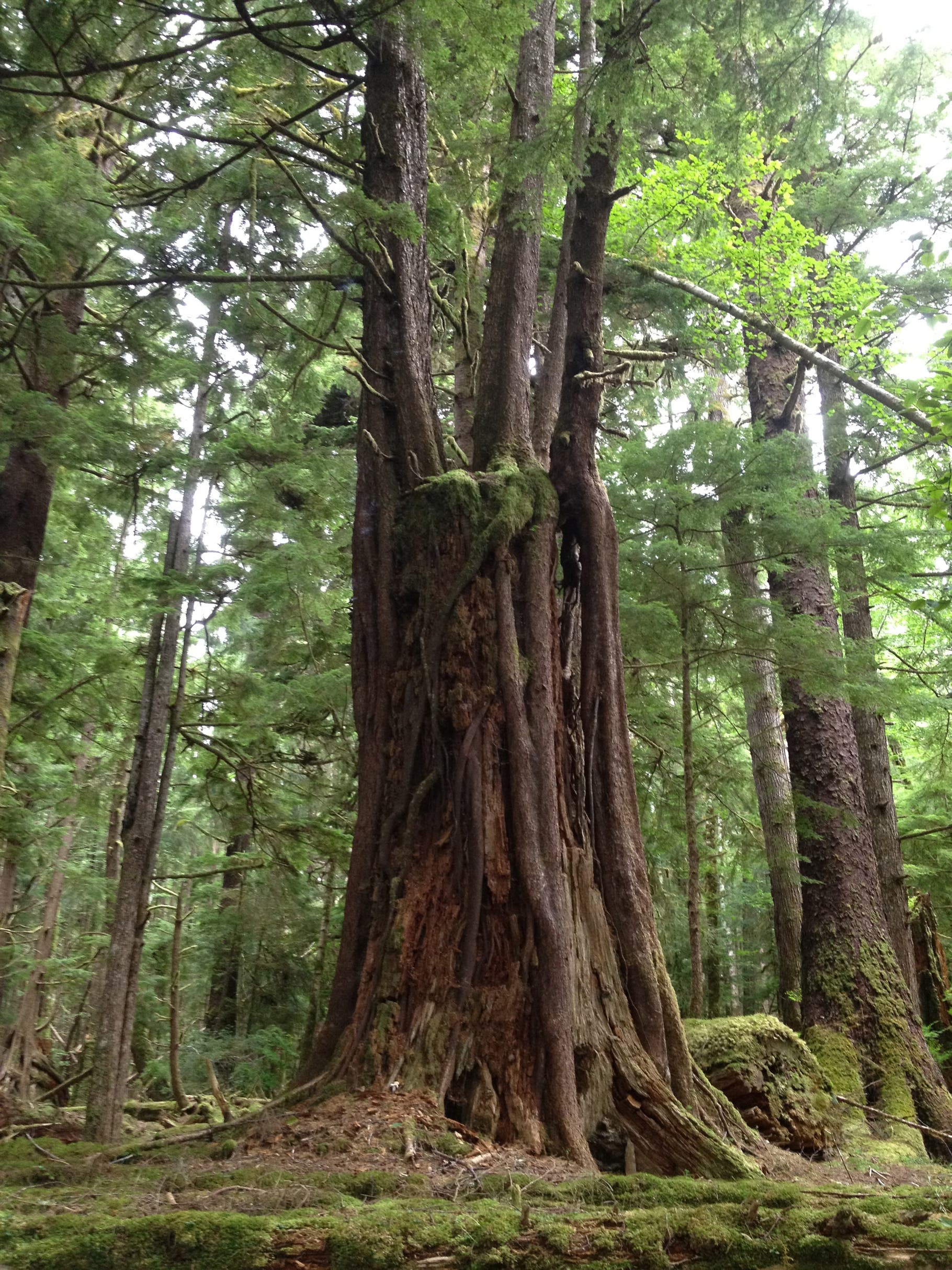 A cedar nurse stump sprouts new cedars.