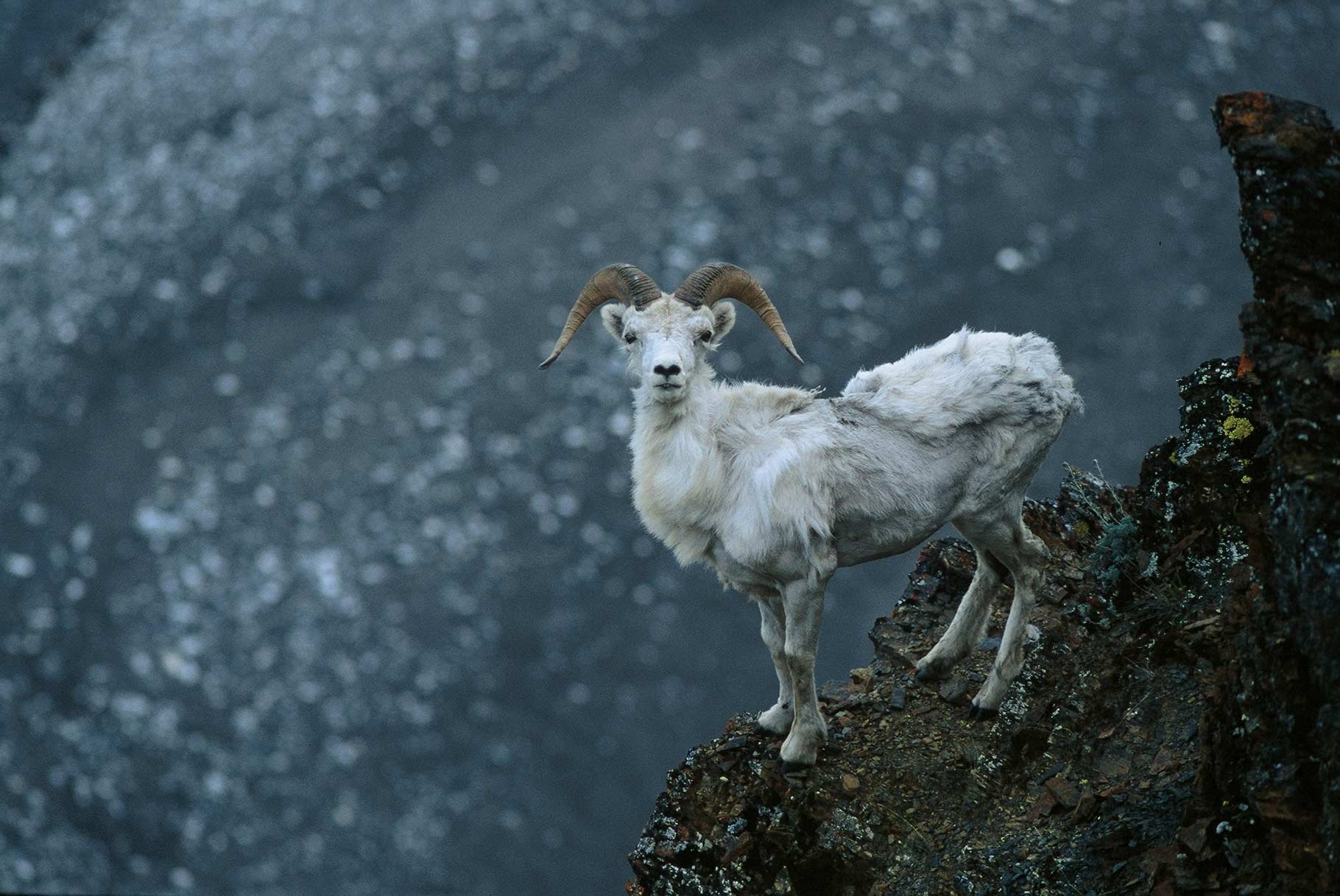 Dall sheep were the first large animals the group saw.  “I photographed this ram in a gorge overlooking the Upper Marsh Fork,” says Graham.  Dall…