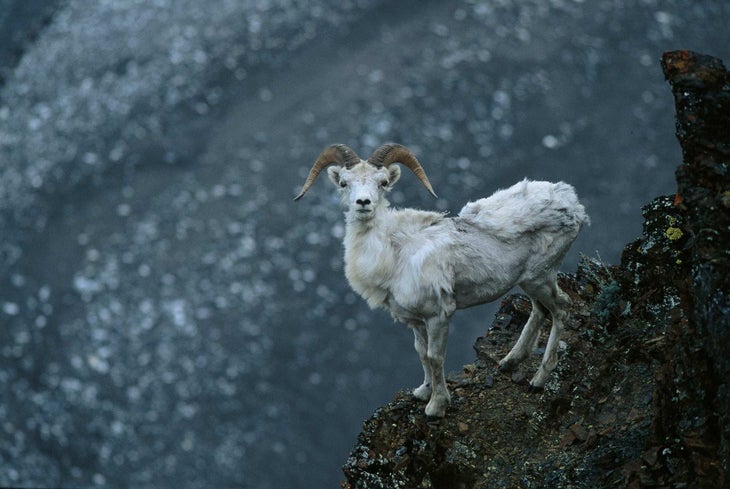 Dall Sheep Dall sheep were the first large animals the group saw. “I photographed this ram in a gorge overlooking the Upper Marsh Fork,” says Graham. Dall…