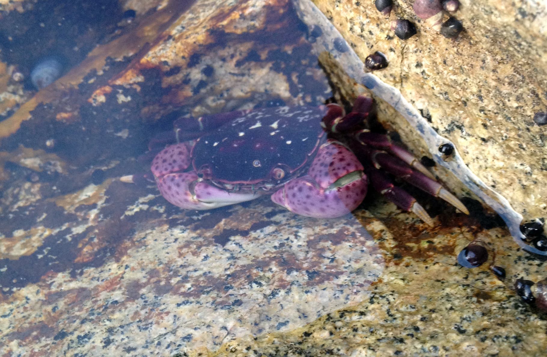Dungeness crabs cram every conceivable crevice on Haida Gwaii.