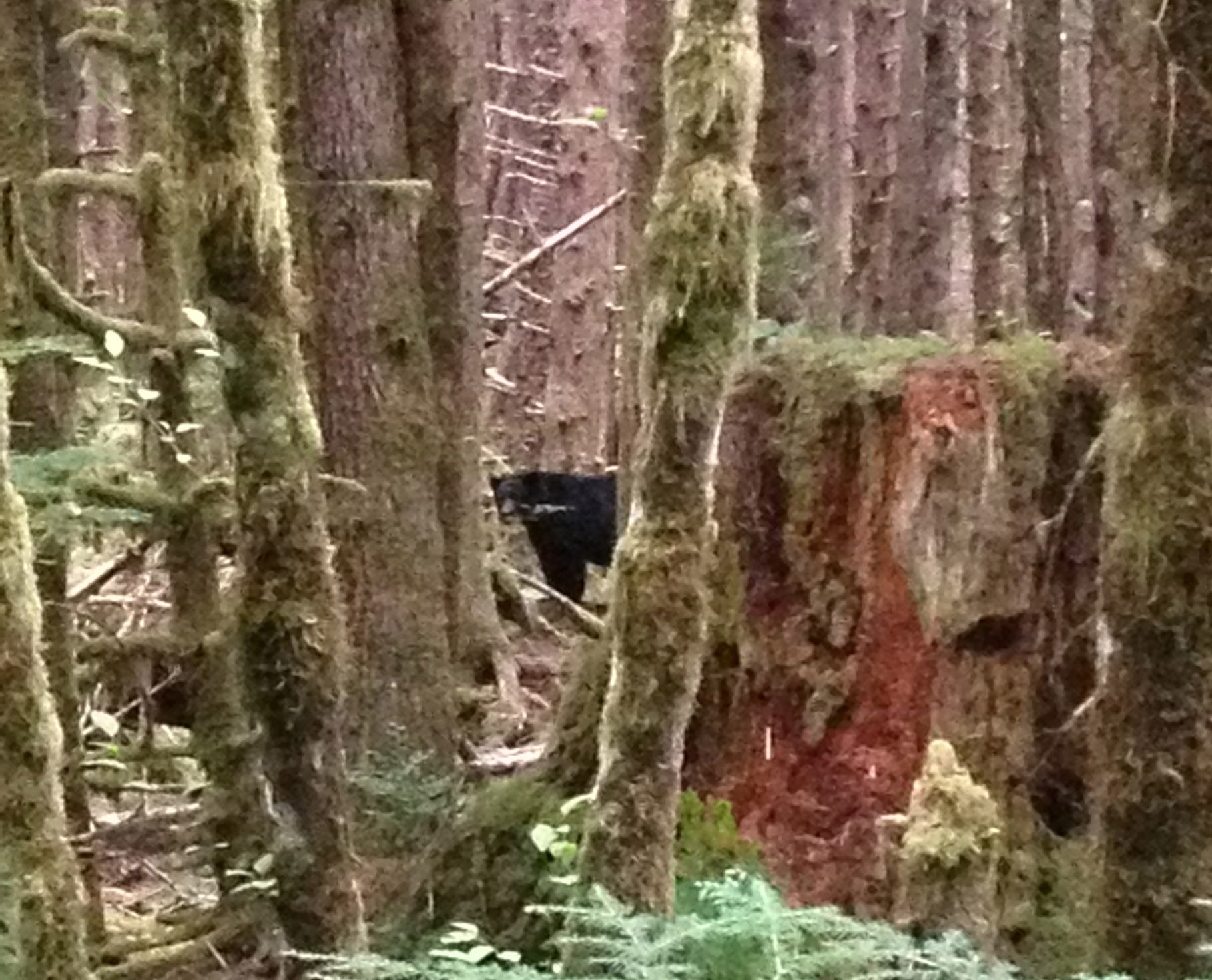 One of Haida's famously large black bears sneaks off into the woods.