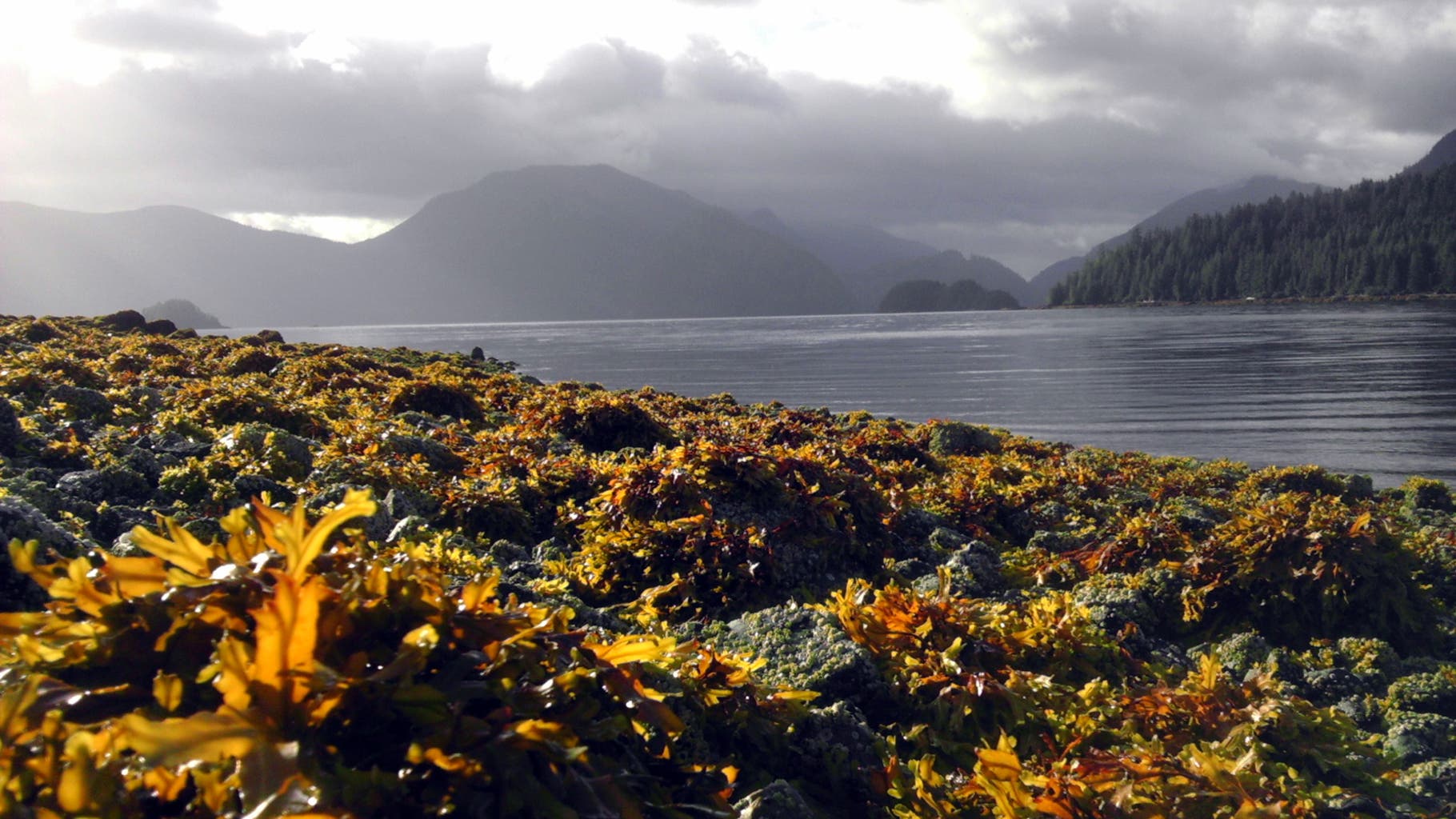 Kelp beds at low tide on Haida Gwaii.
