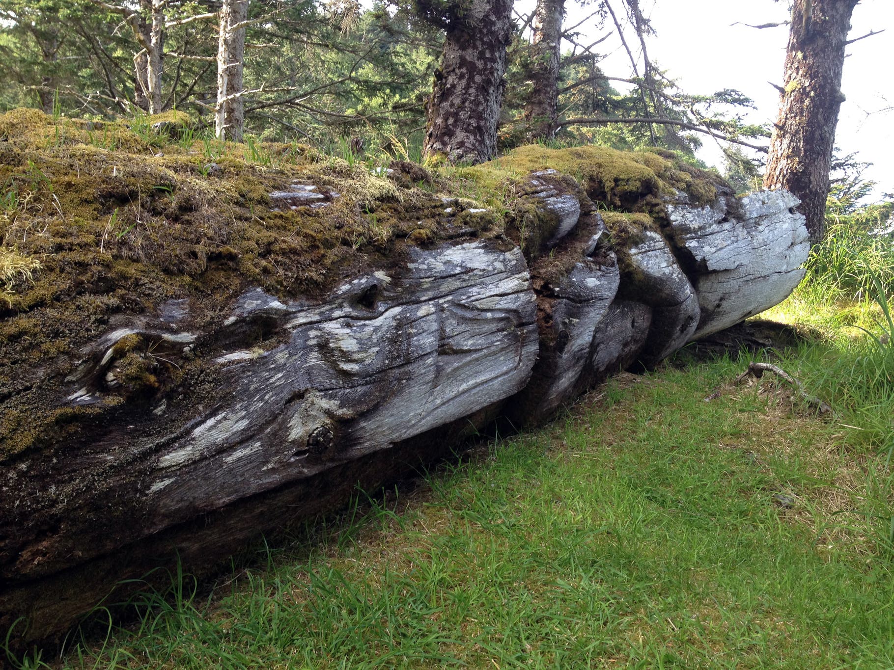 Untreated cedar doesn't last long on wet, windy Haida Gwaii. Mortuary poles are preserved but not restored, and are allowed to return to the earth…