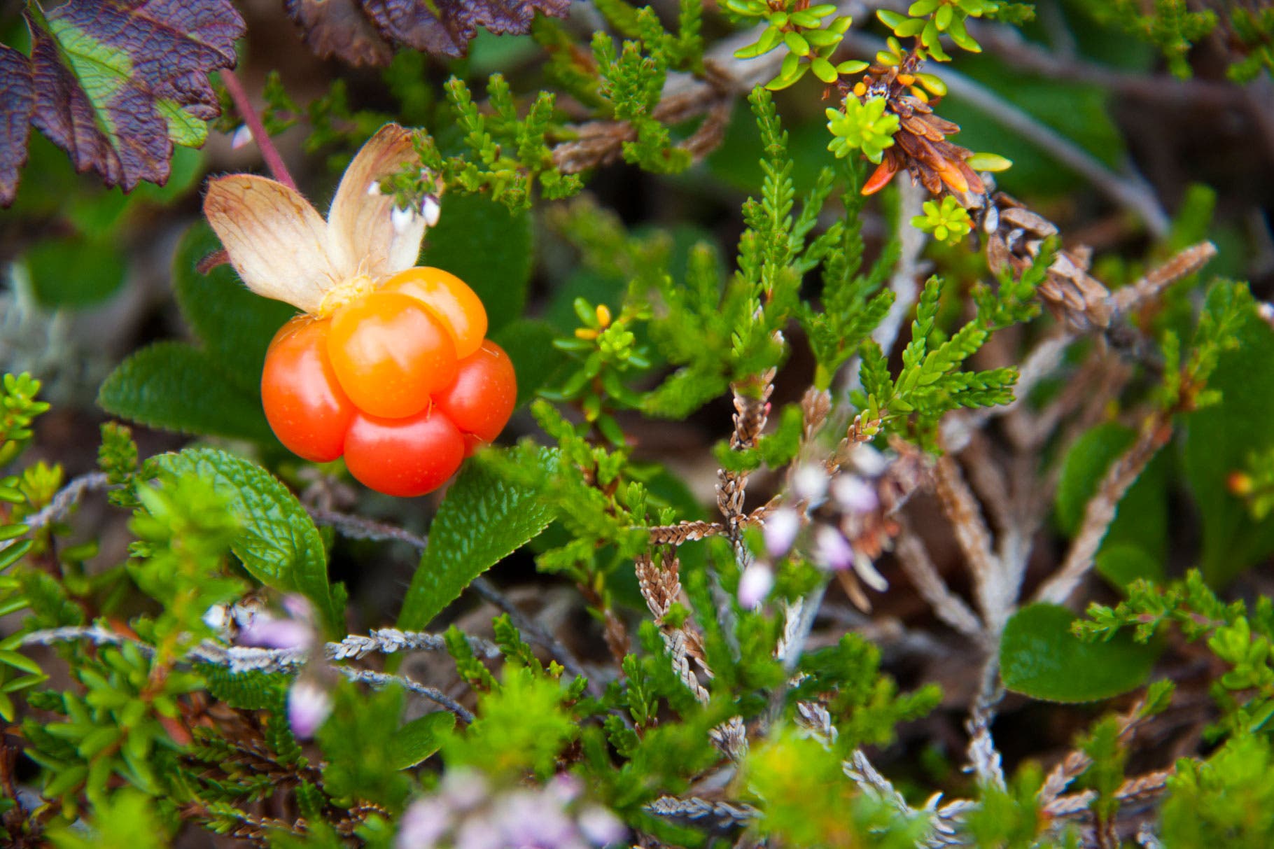 Cloudberries are a summer treat of the Norwegian Arctic Tundra and have softer skin and more succulent fruit than raspberries or blackberries. The…