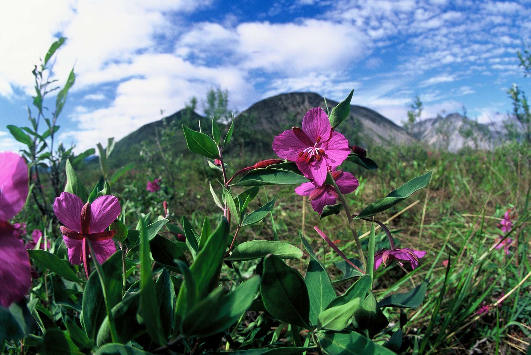 Wildflowers As harsh an environment as the Arctic National Wildlife Refuge is, it does produce some of the most beautiful (and hardy) wildflowers anywhere. …