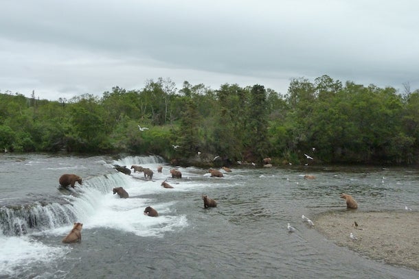 Brooks Falls, Alaska Admittedly, these falls don’t come close to matching their competitors in size. But they make up for their short stature with an impressive and…