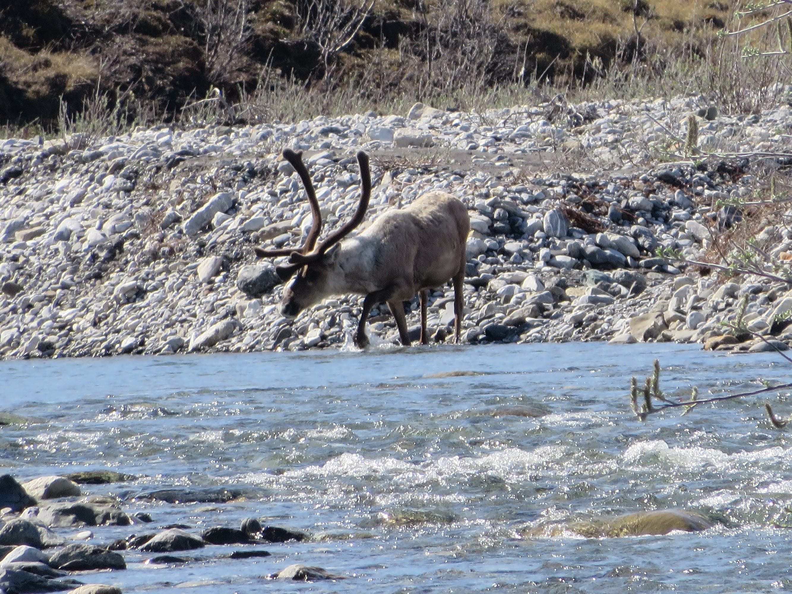 Caribou A caribou along the Kongakut River, Alaska.