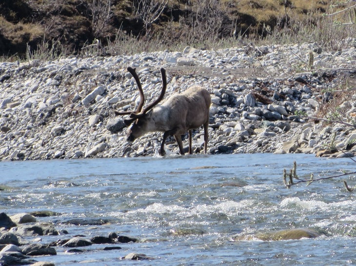 Caribou A caribou along the Kongakut River, Alaska.