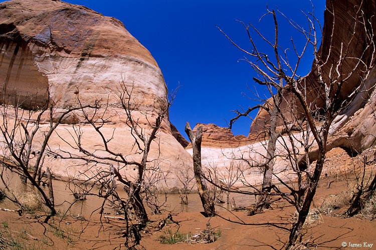 The skeletons of cottonwood trees along Davis Gulch, which were drowned by the rising waters of Lake Powell when it was filling over 40 years ago,…