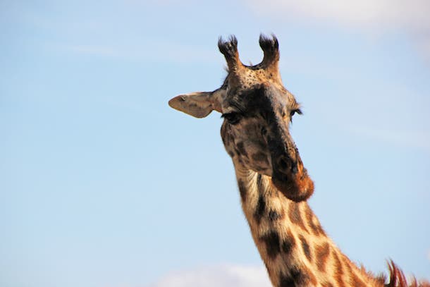 Giraffe Among the giraffe’s many unique adaptations: Lacking tear ducts, they use their 20-inch-long tongues to clean their eyes and ears.