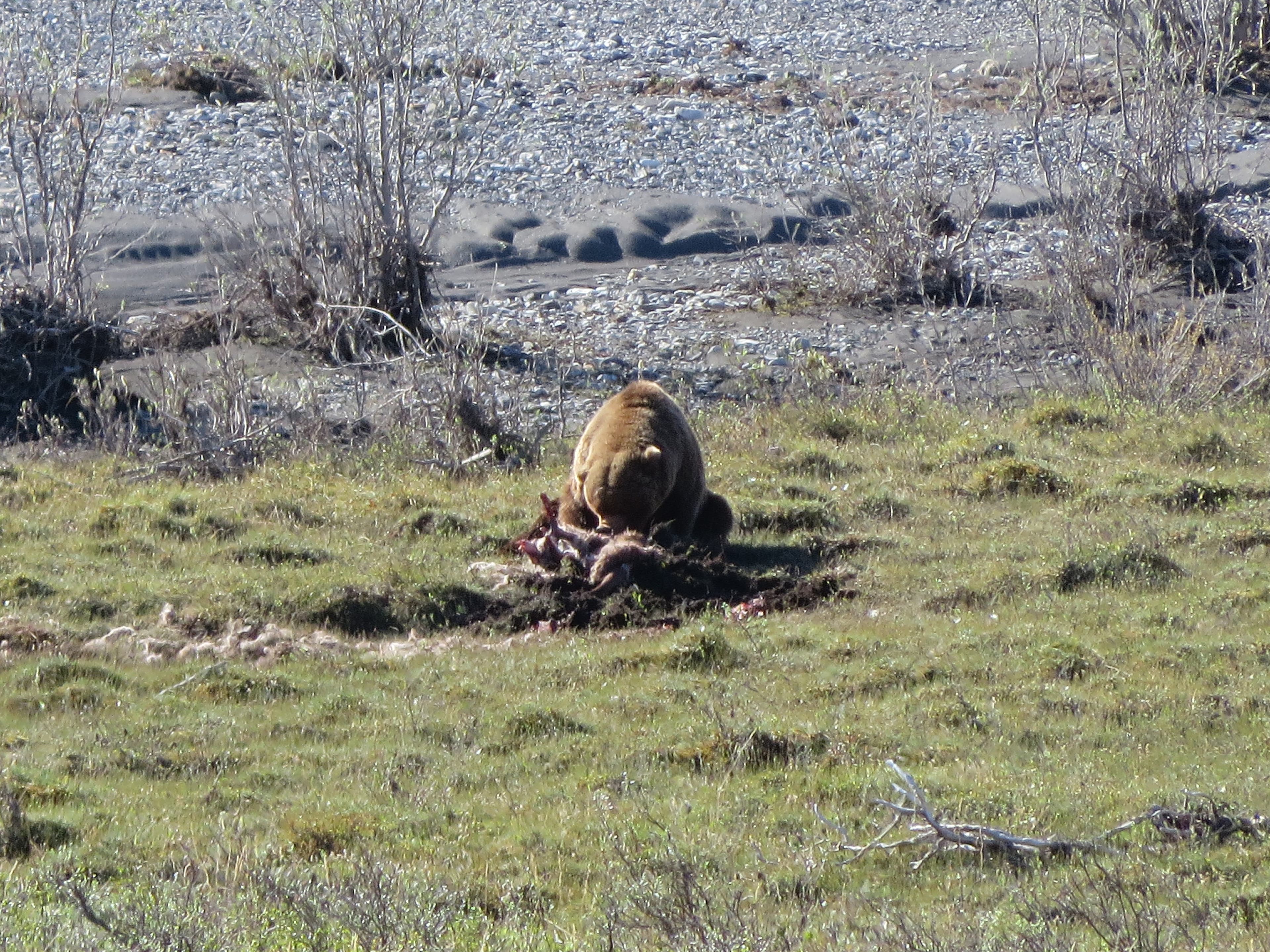 A grizzly dines on a caribou carcass.