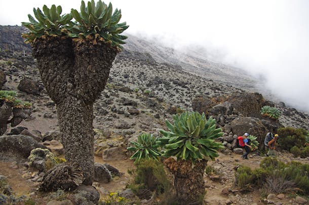 A common tableau on the sparsely vegetated alpine slopes above 10,000 feet: giant candelabra-like groundsels, clusters of volcanic boulders, and a…