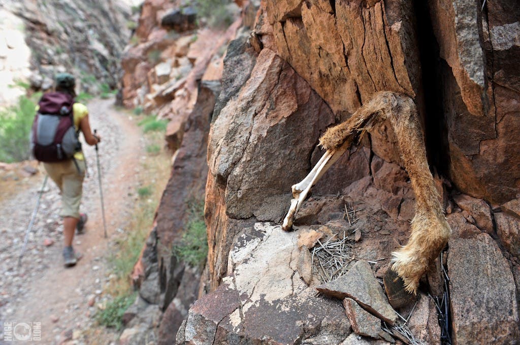 Inner Canyon Travel in the Inner Canyon (everything below the rims) is only for the hardiest of travelers. Brutal heat tortures travelers of the Inner Canyon. …