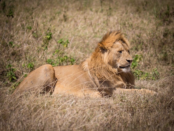 Lion in Ngorogoro Crater Spanning 100 square miles, Tanzania’s Ngorogoro Crater is the world’s largest unfilled caldera. Its grasslands and forests protect large herds of…