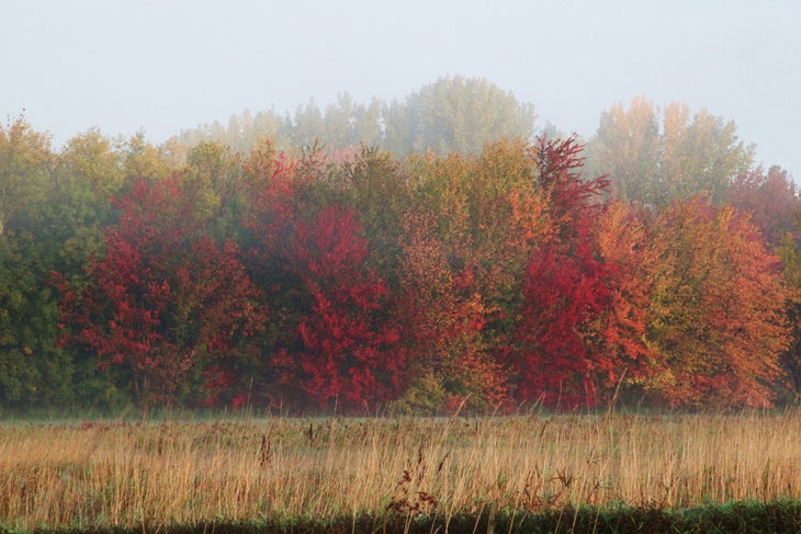 Missisquoi National Wildlife Refuge, Vermont (credit U.S. FWS via Flickr) None
