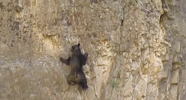 News_RockClimbingBear None