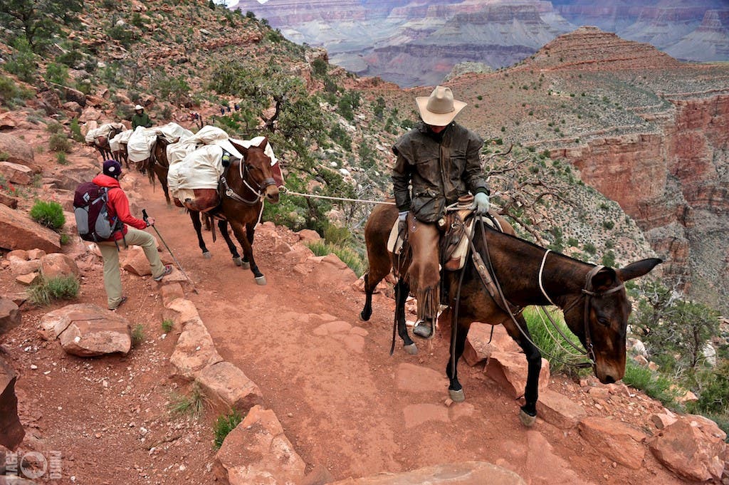 Backpacker shares the trail with pack horses carrying loads from Phantom Ranch up the South Kaibab Trail in the Grand Canyon.