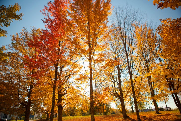 Sugar Hill, New Hampshire (Anthony Quintano via Flickr) None