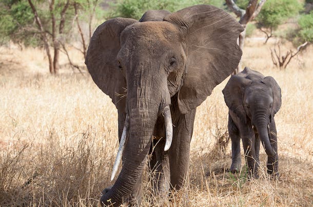 Tarangire National Park Teeming with giant baobab trees, black mamba snakes, 500-plus bird species, and everything in between, Tarangire National Park is believed by some…