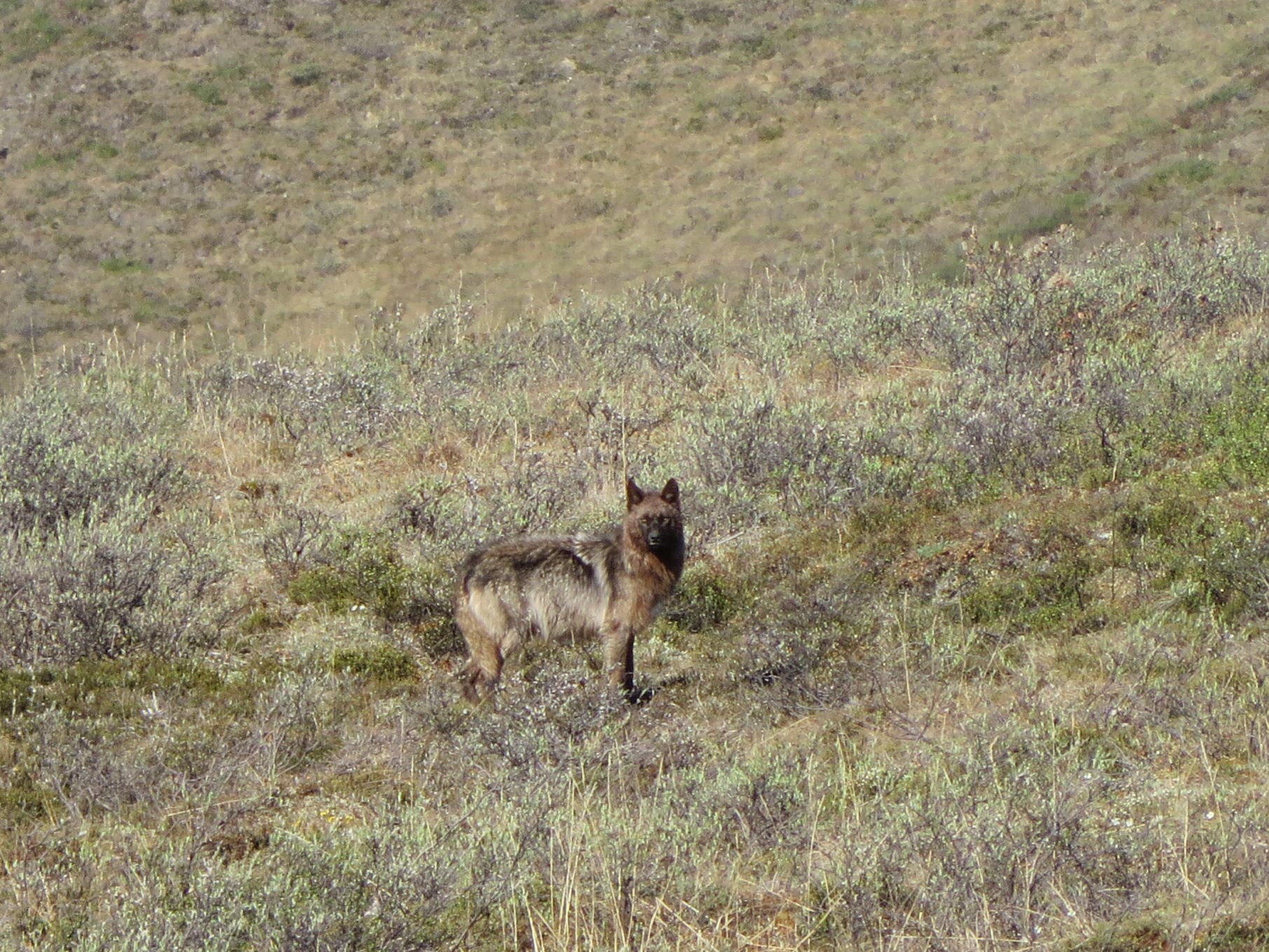 Wolf A wolf near the Kongakut River, Alaska.