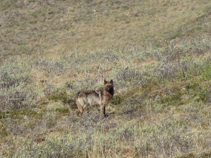 Solo-Hiking Alaska's Brooks Range