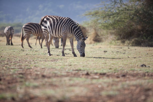 Zebras in Lake Manyara National Park Contrary to long-held opinion, zebras have black skin with white stripes—not black stripes on a white background. This plains zebra was one of…