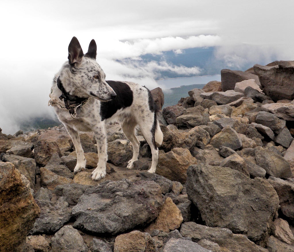 Great on sale hiking dogs